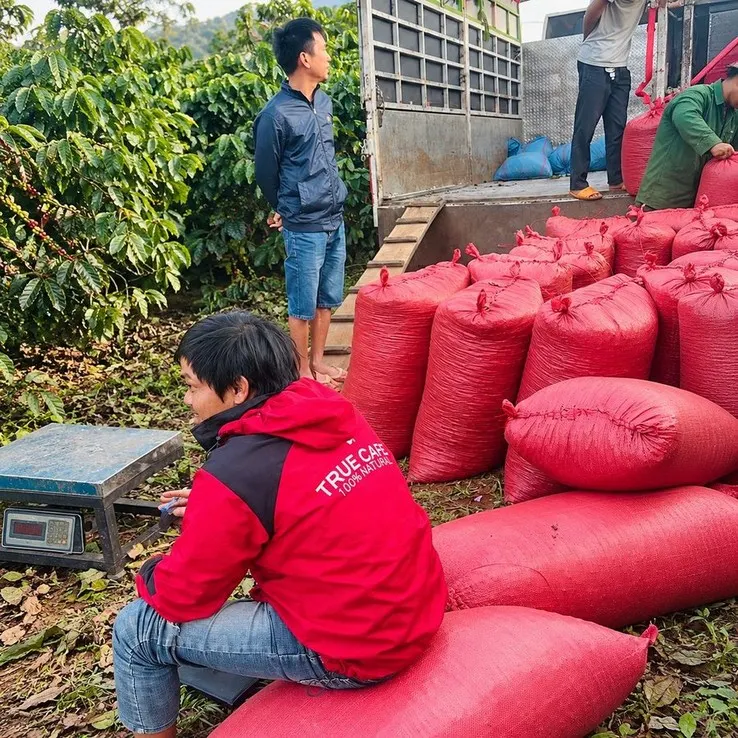 Thu mua cà phê tại vườn